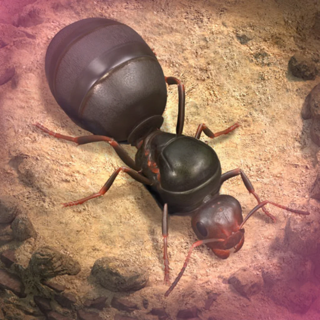 The Ants Underground Kingdom